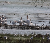 MNRiverPelicans 2014 09 021